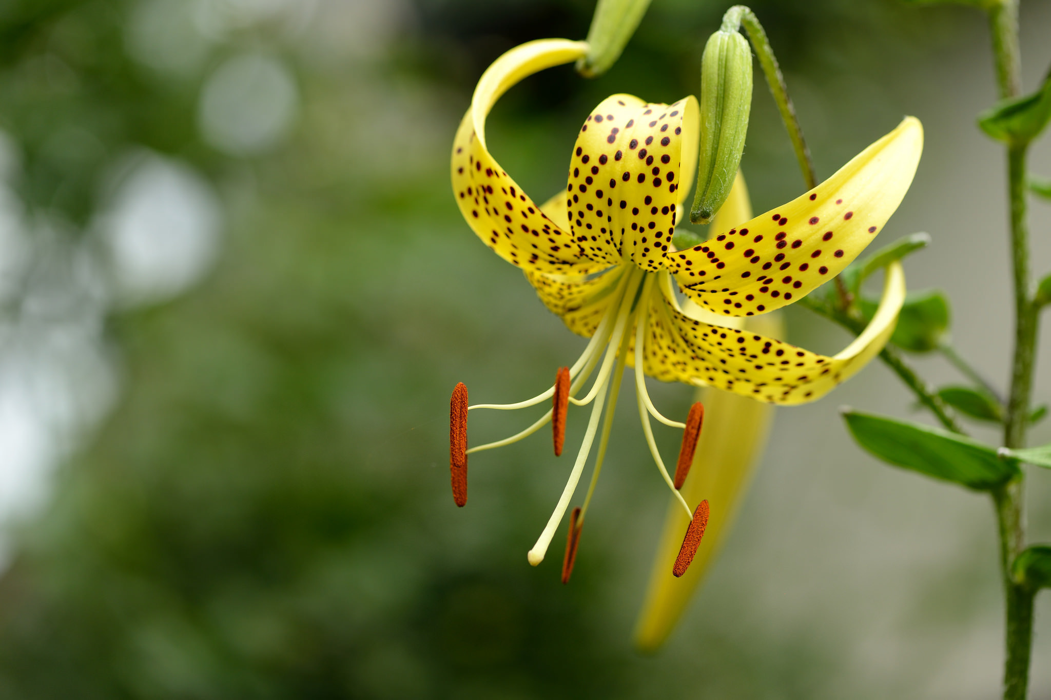 Лилия ланцетолистная желтая