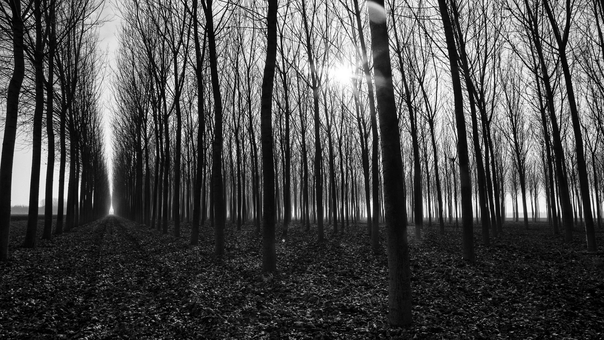 Мрачный лес черно белый