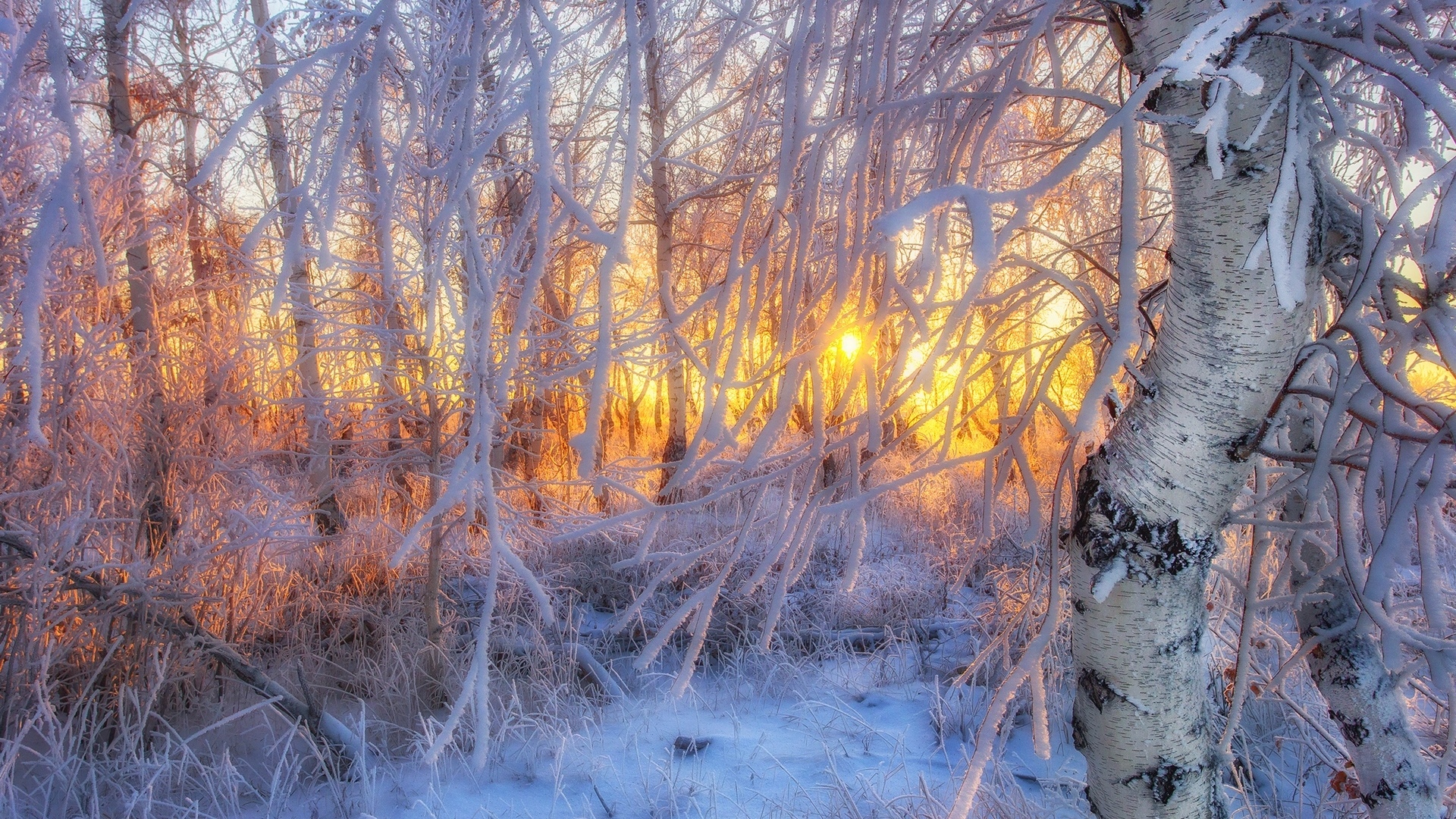 Зимняя просека в лесу