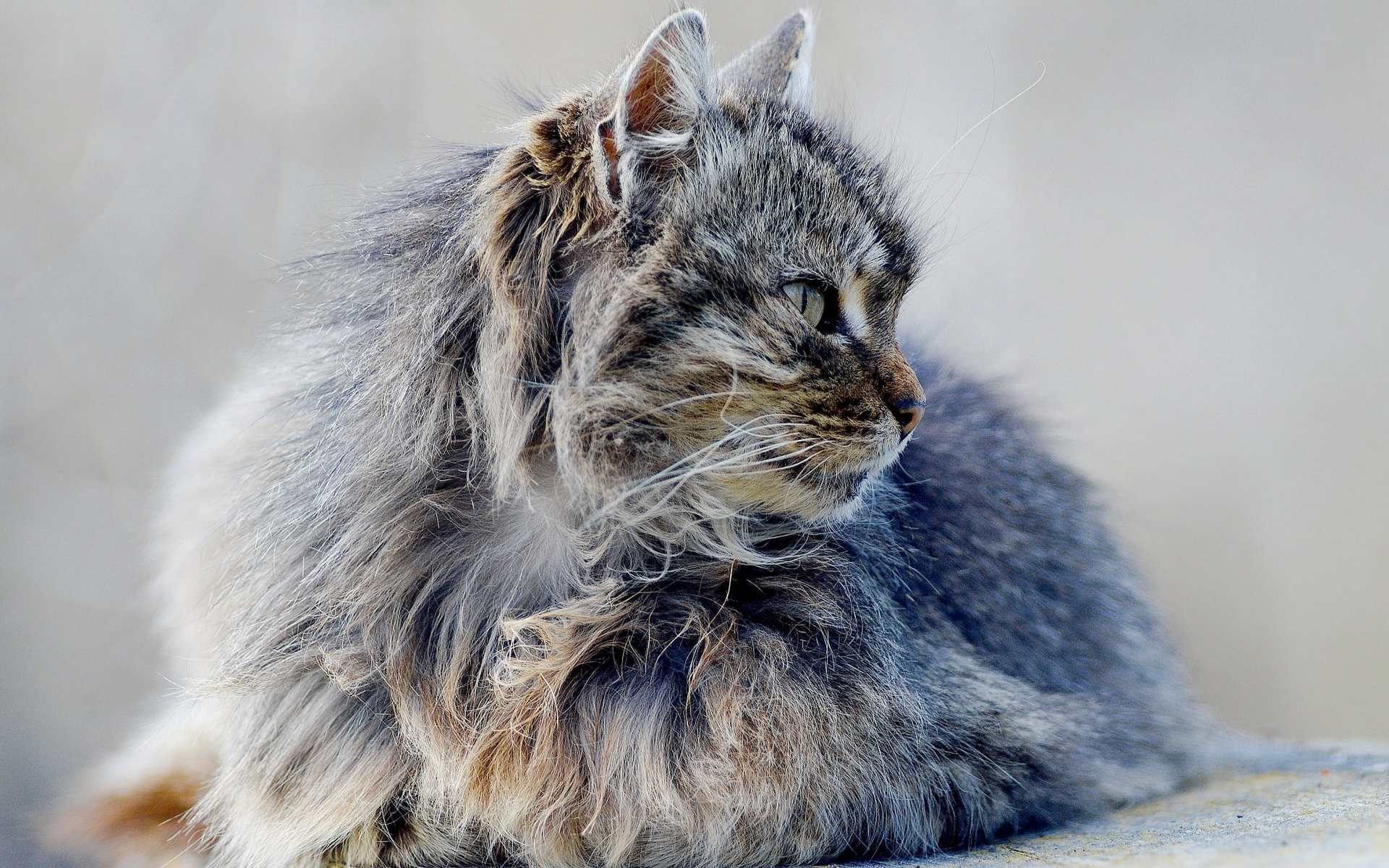 Кошка с пушистой шерстью. Серый пушистый котенок. Седой кот. Лохматый котенок. Лохматый серый кот.