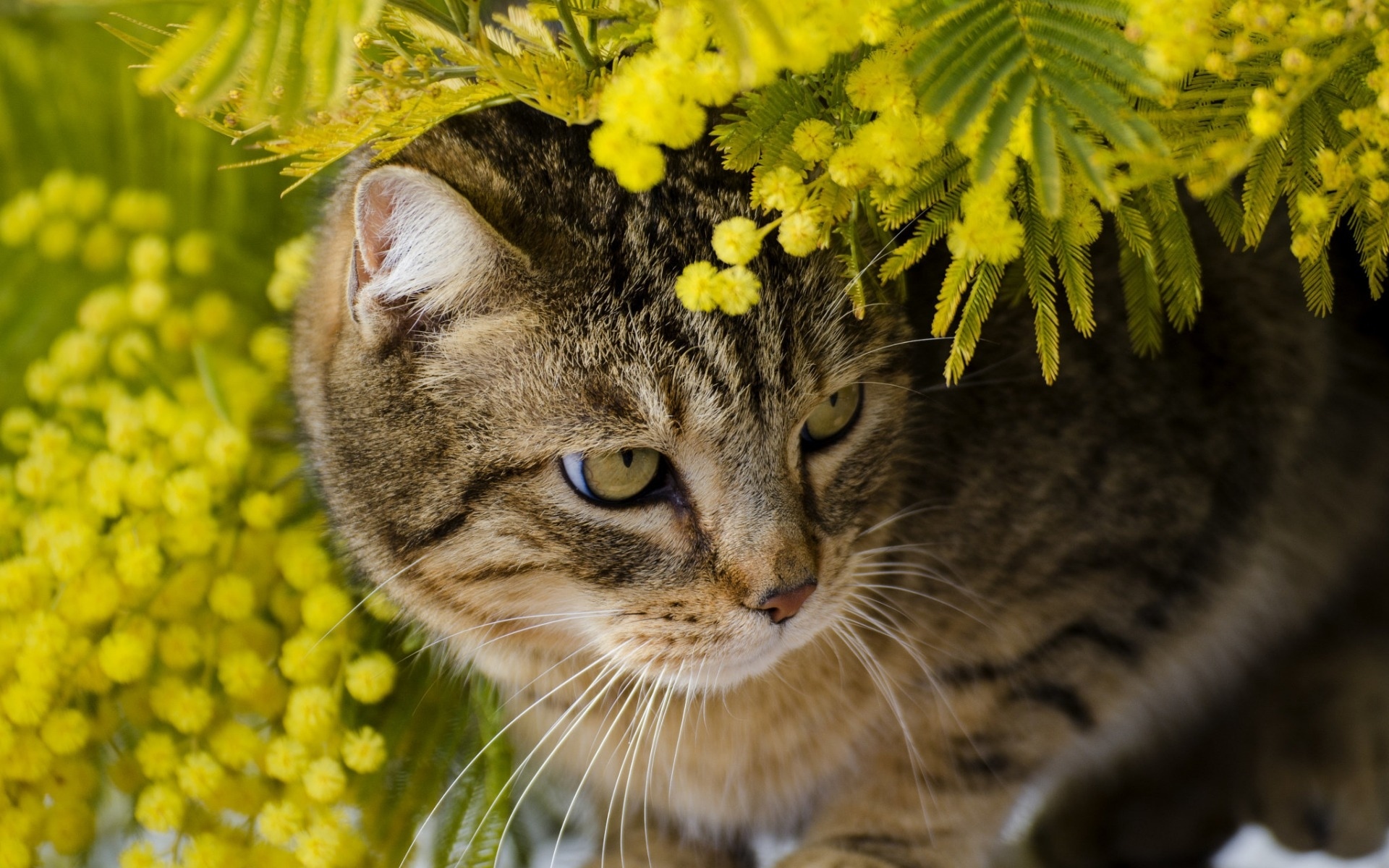 Котики весной картинки на рабочий стол