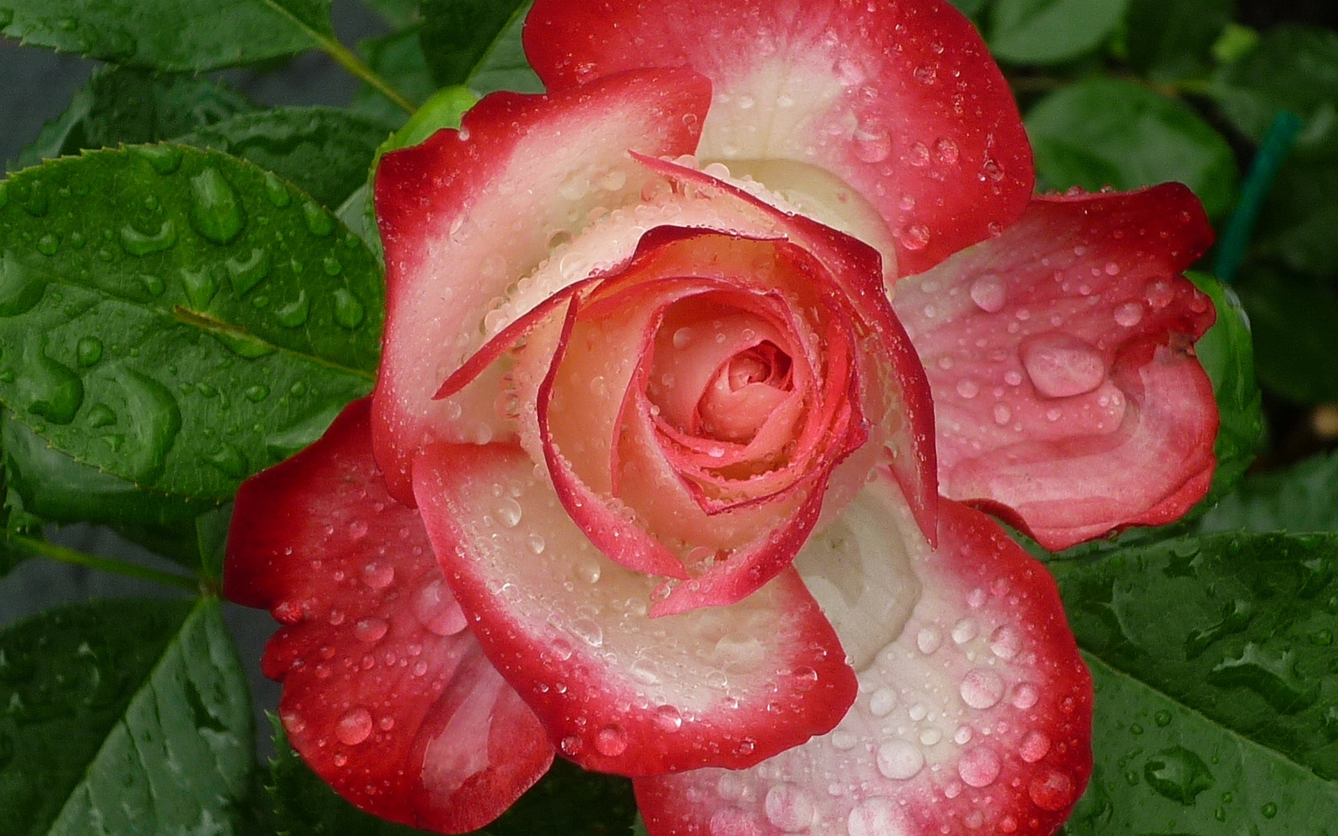 Бутон розы с листьями в росе