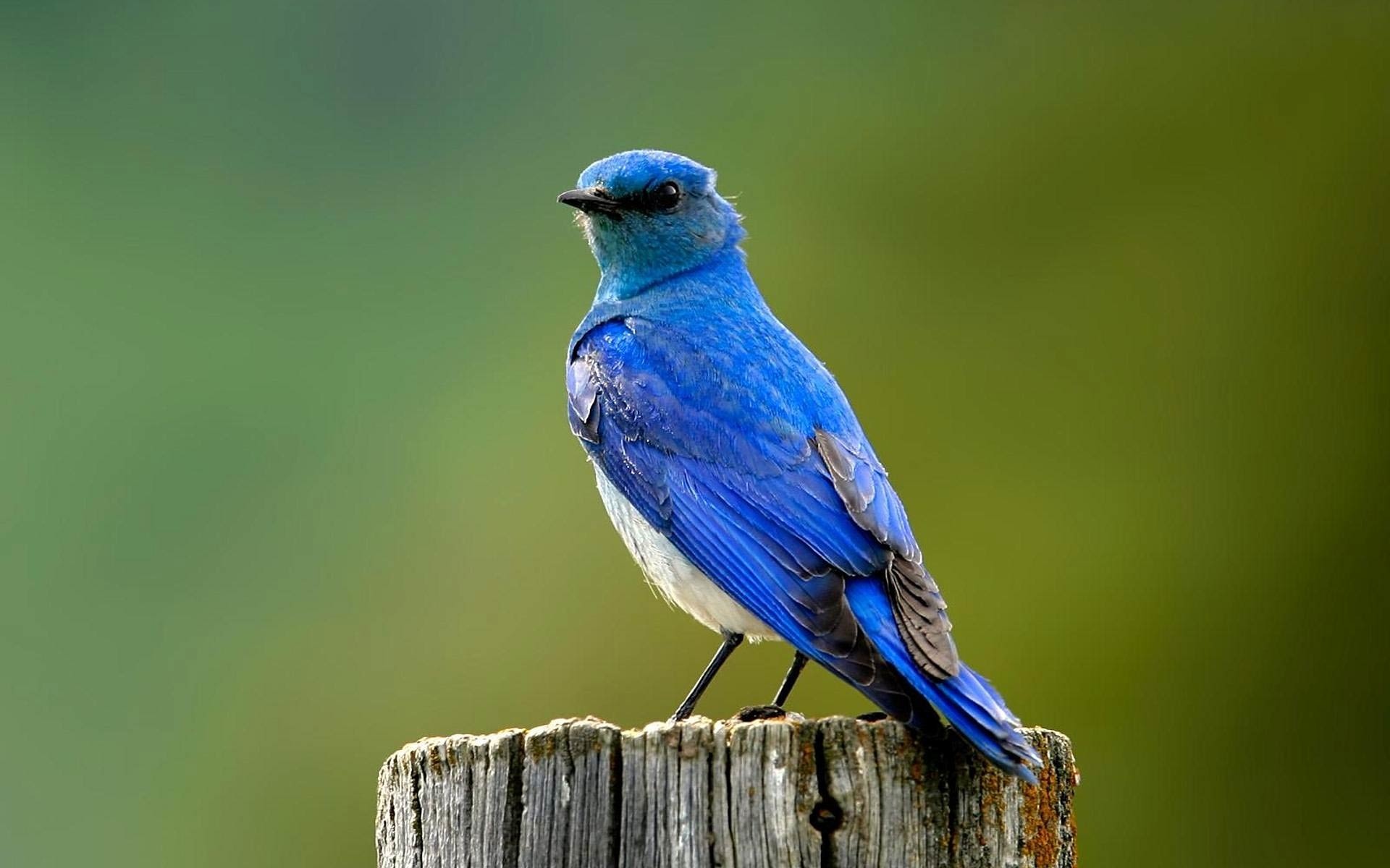 A bird. Лазурный овсянковый Кардинал. Ультрамариновый овсянковый Кардинал. Бирюзовый овсянковый Кардинал. Черно-синий овсянковый Кардинал.