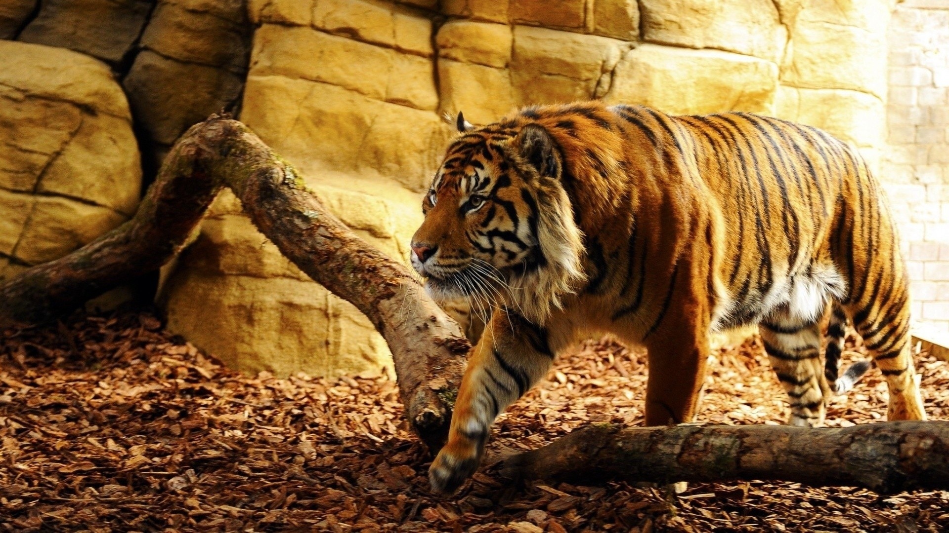 Тигры Прайд
