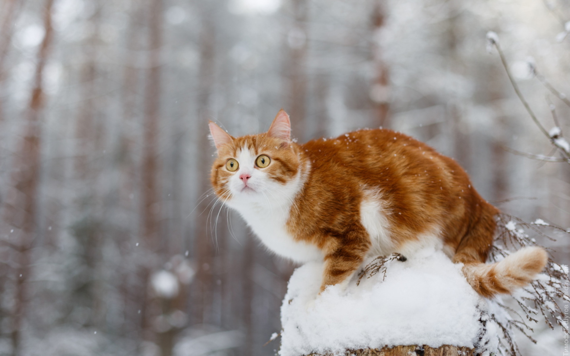 Зимняя кошка. Кошки зимой. Рыжий кот зимой. Кот в снегу. Рыжий кот в снегу.