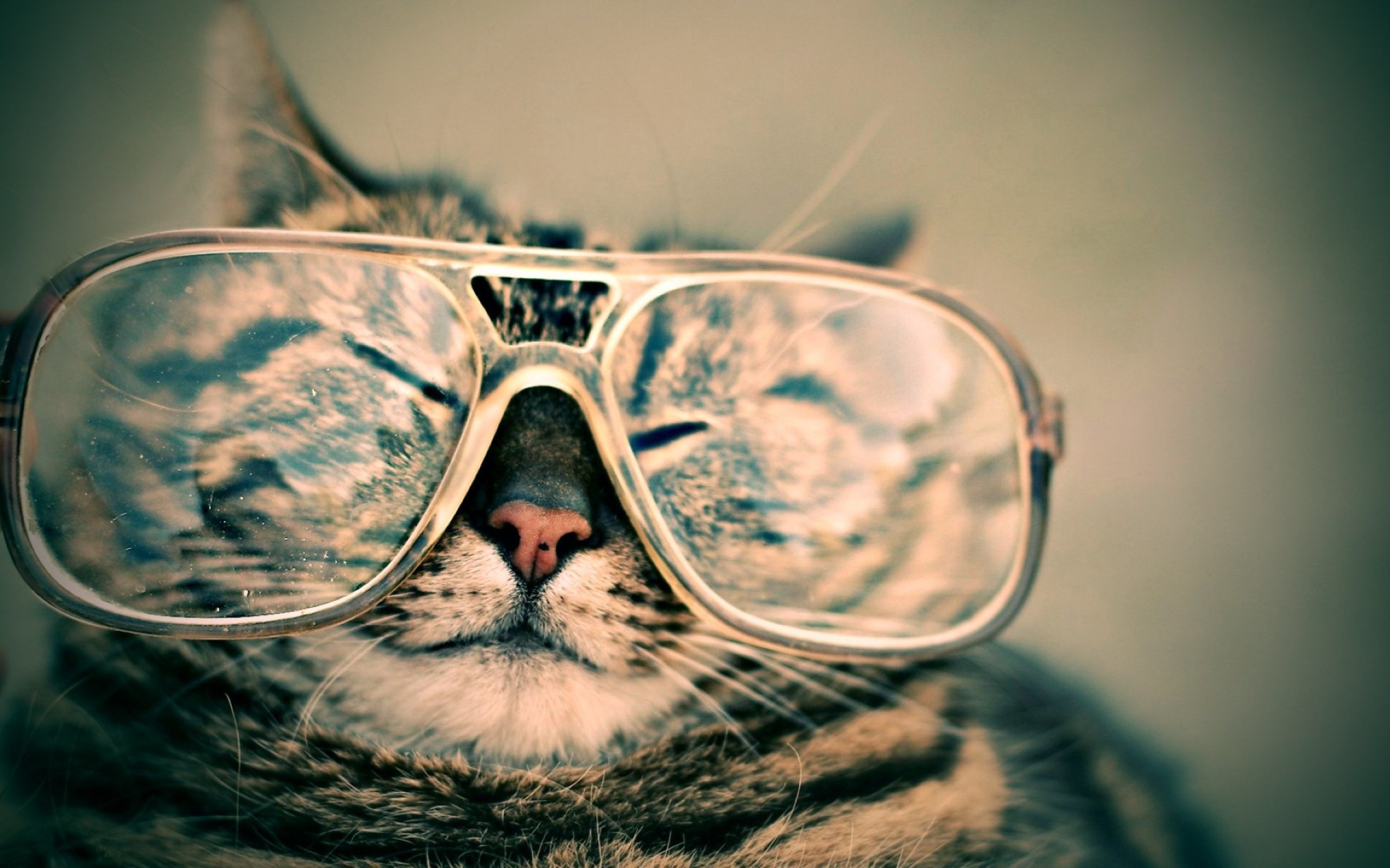 Старая кошка в очках