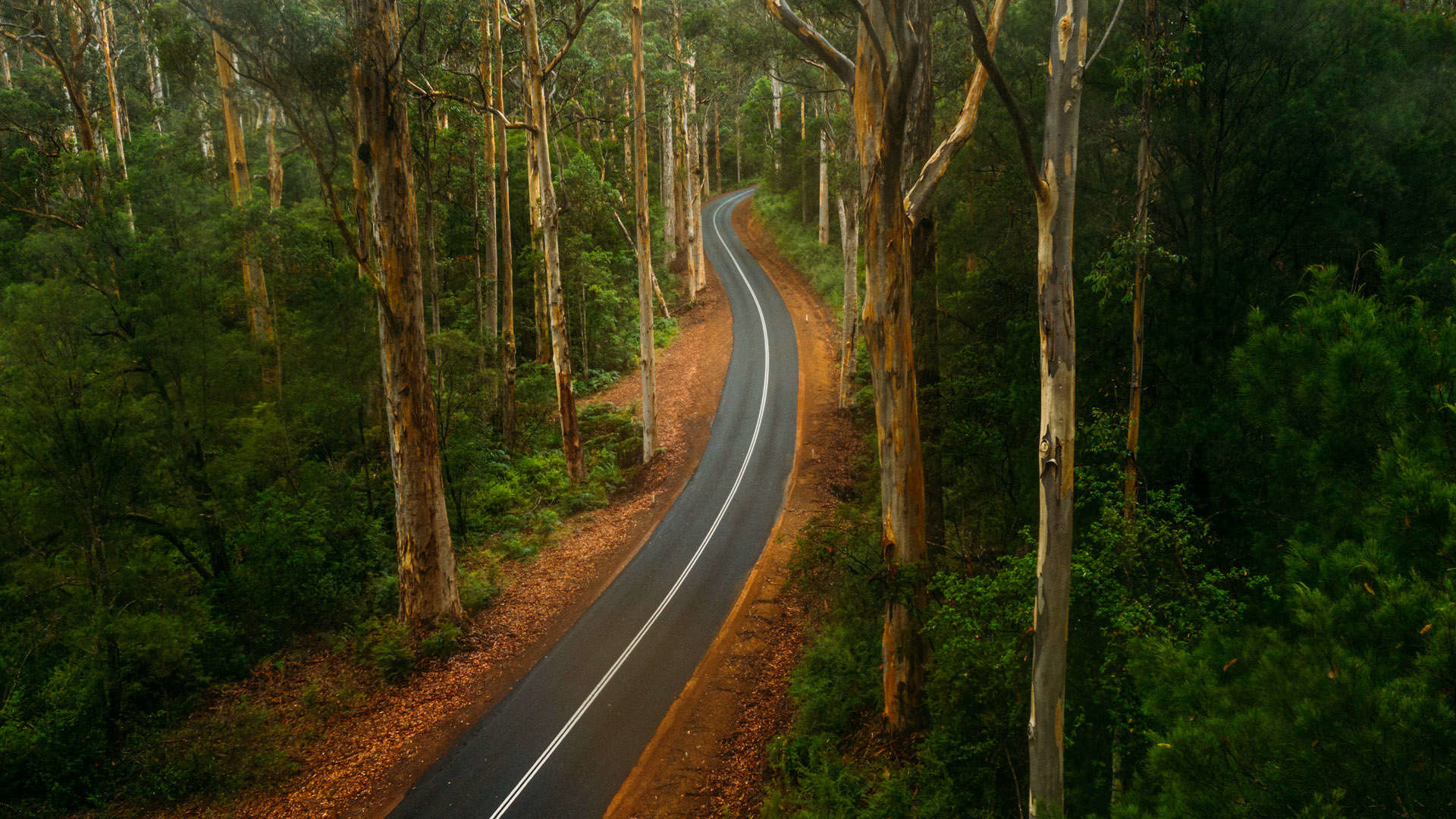 Западная Австралия лес
