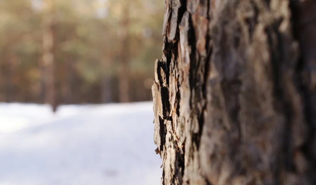 ель, природа, дерево, лес
