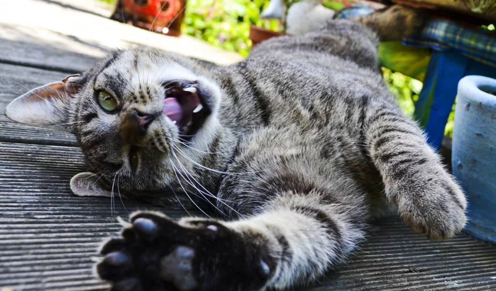 клыки, кошка, кот, лежит