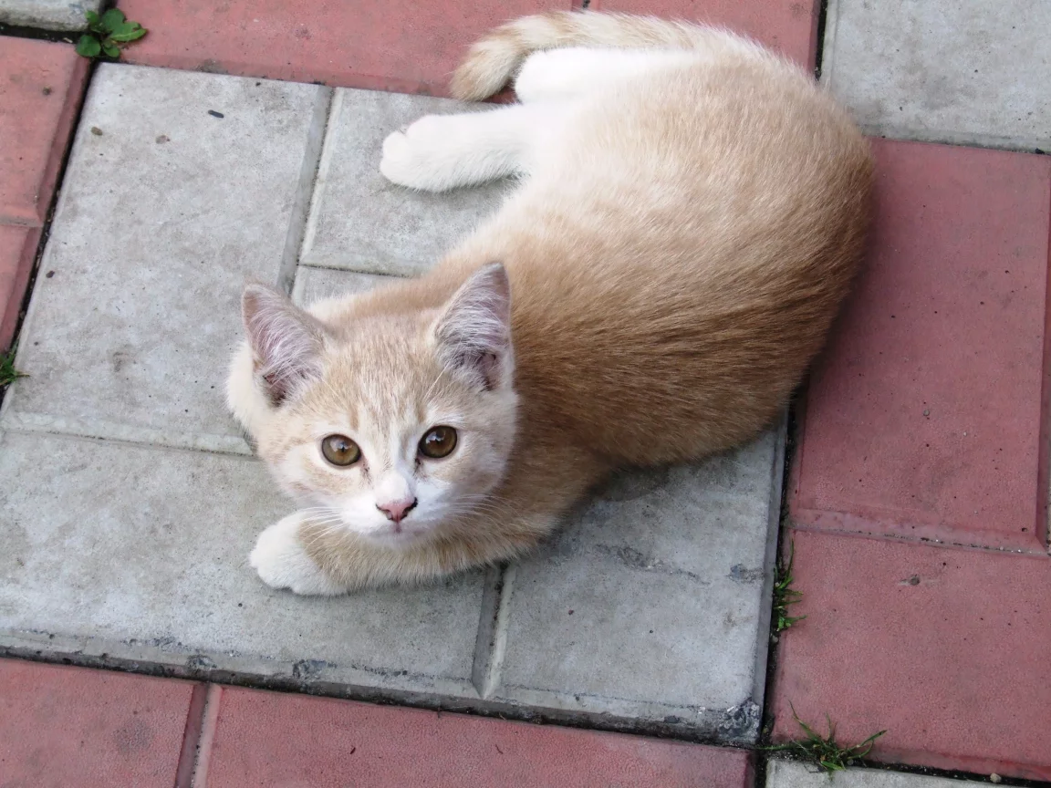 взгляд, котёнок, кирпич