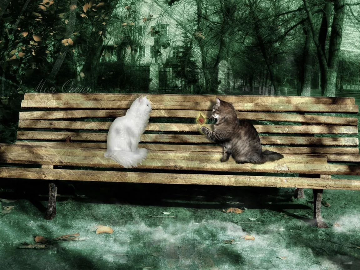 любовь, осень, скамейка, кот, кошка, скамья
