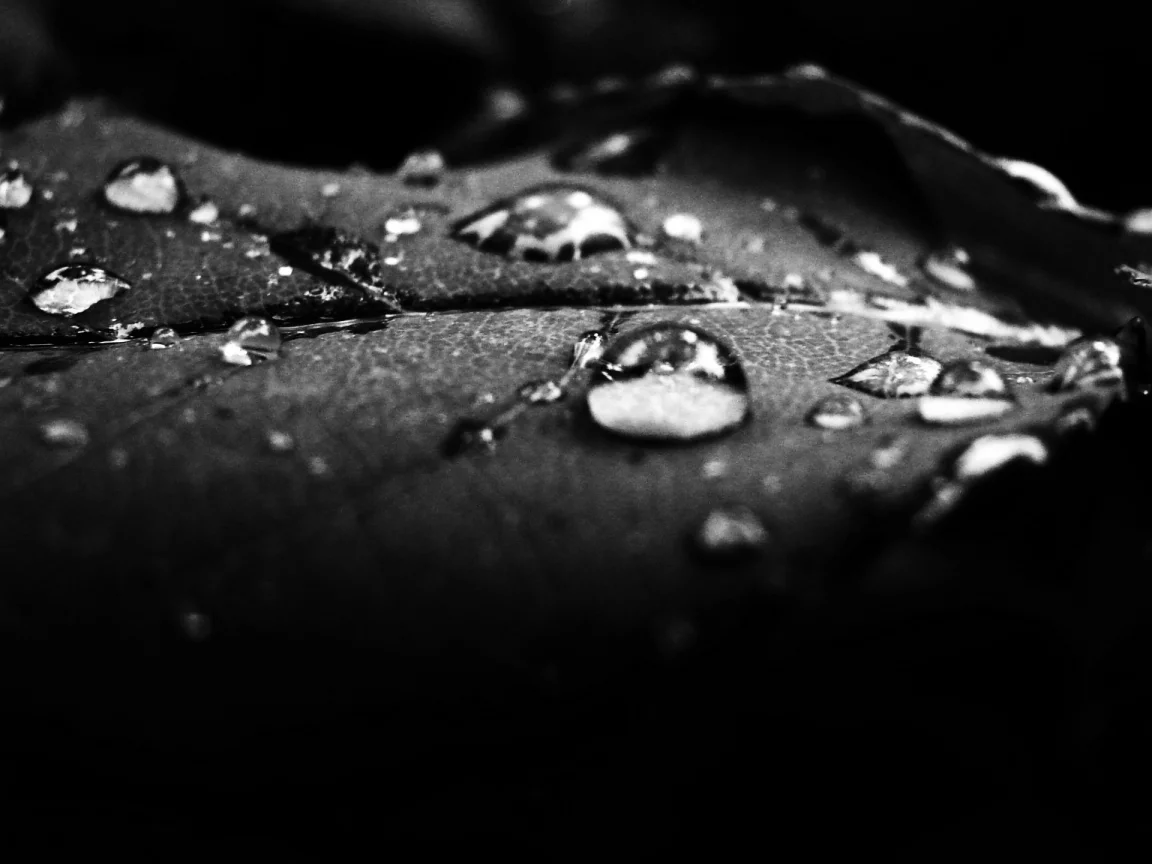 чёрнобелый, роса, кадр, листок, капли, вода