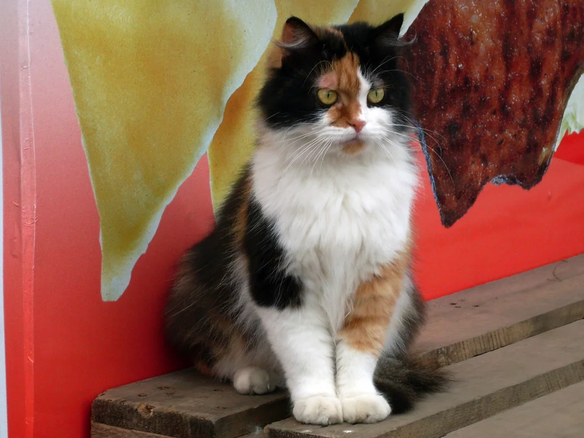 котенок, кот, кошка