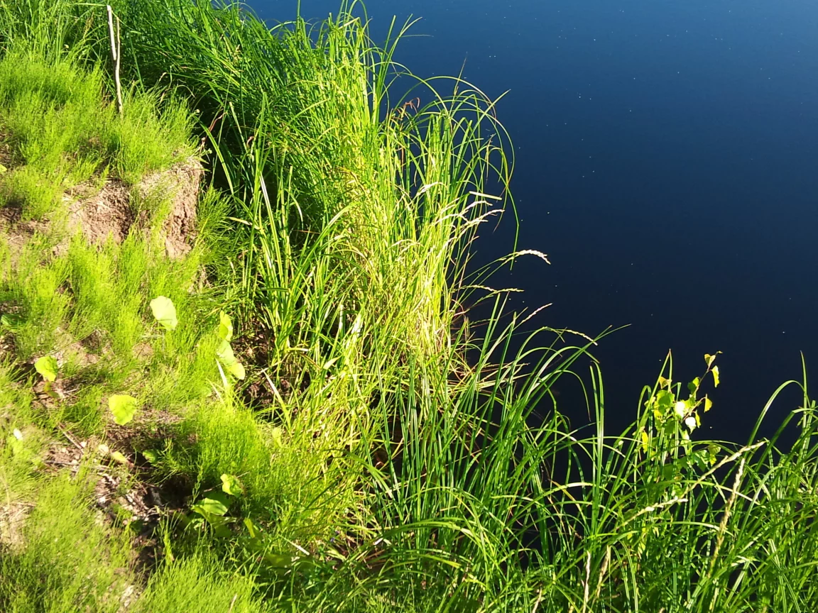 водоем, вода, растения, берег, зелень