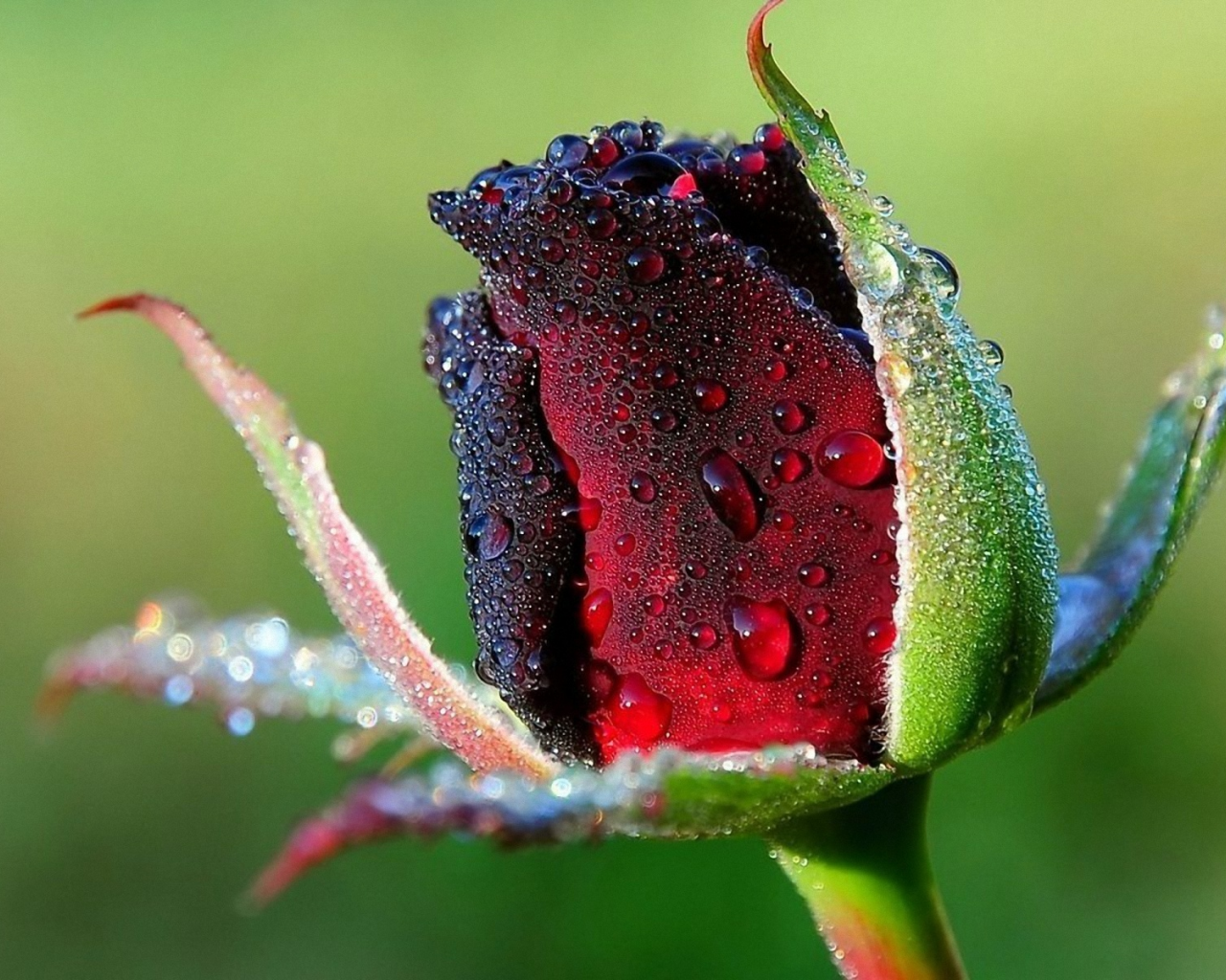 бутон розы фото в росе