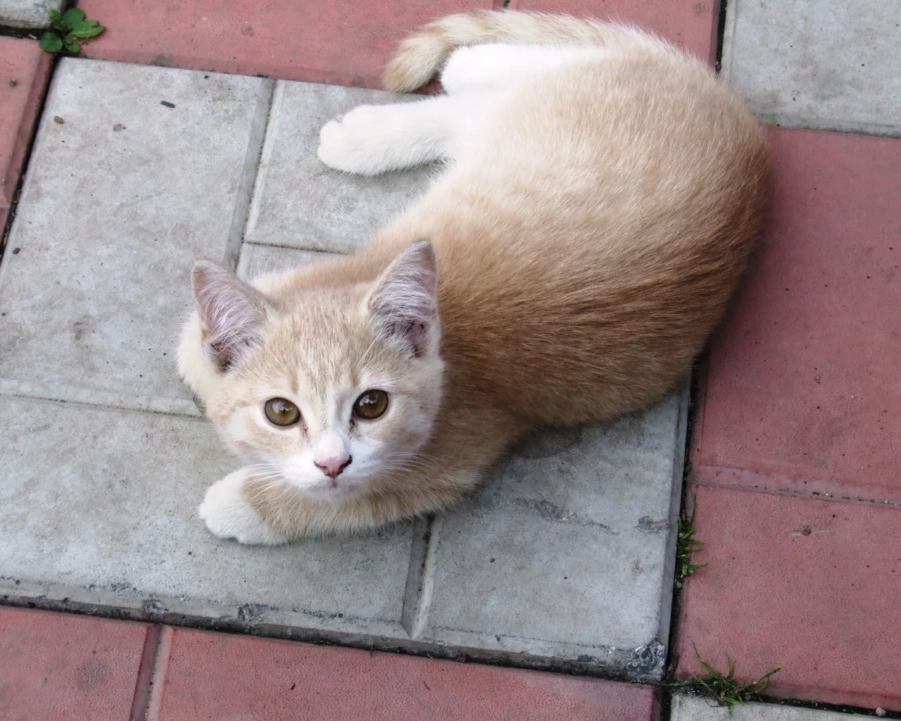 взгляд, котёнок, кирпич