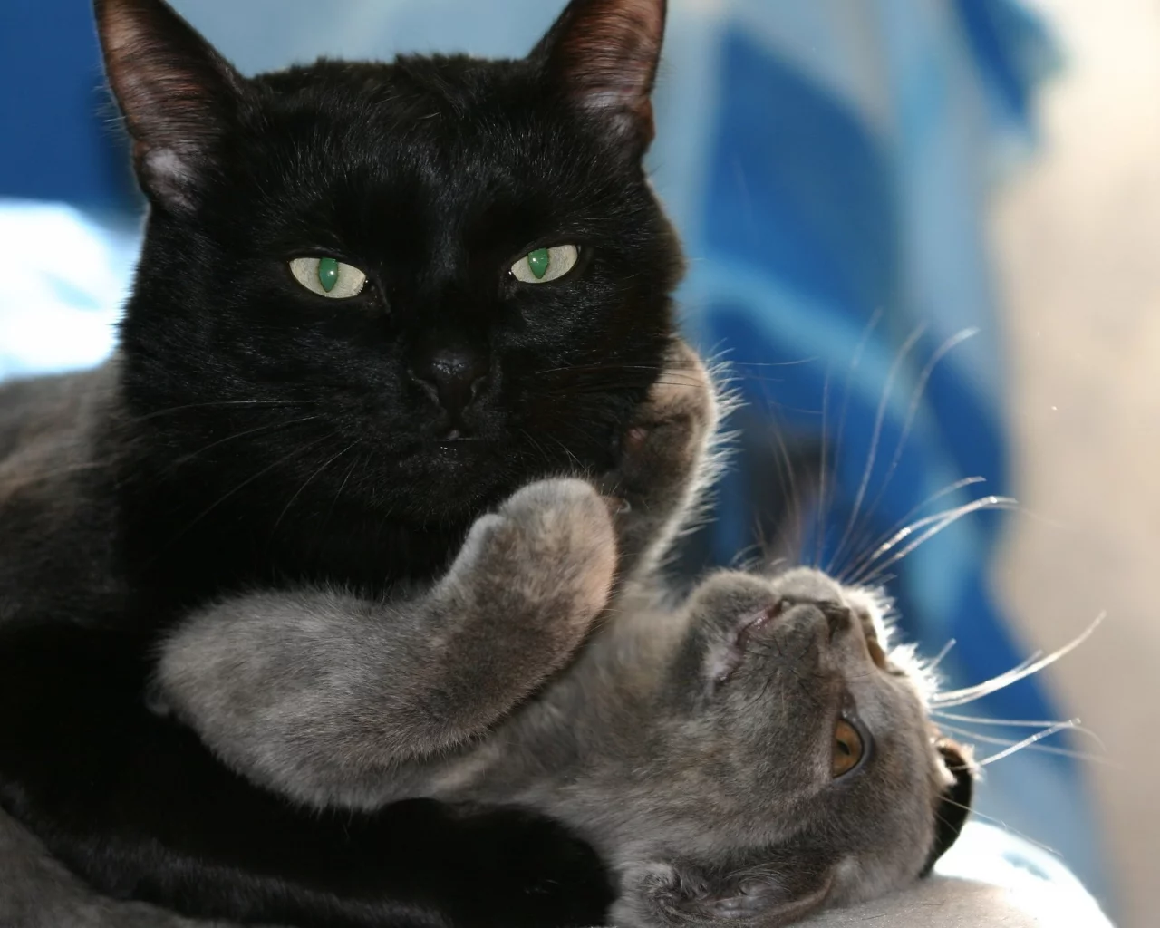 кот, кошка, черный