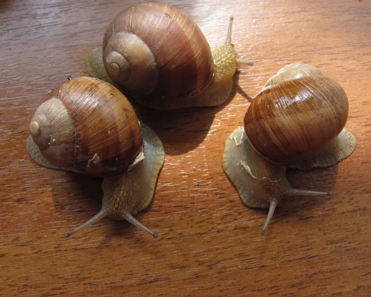 helix pomatia, брюхоногий моллюск, Улитки, виноградная улитка