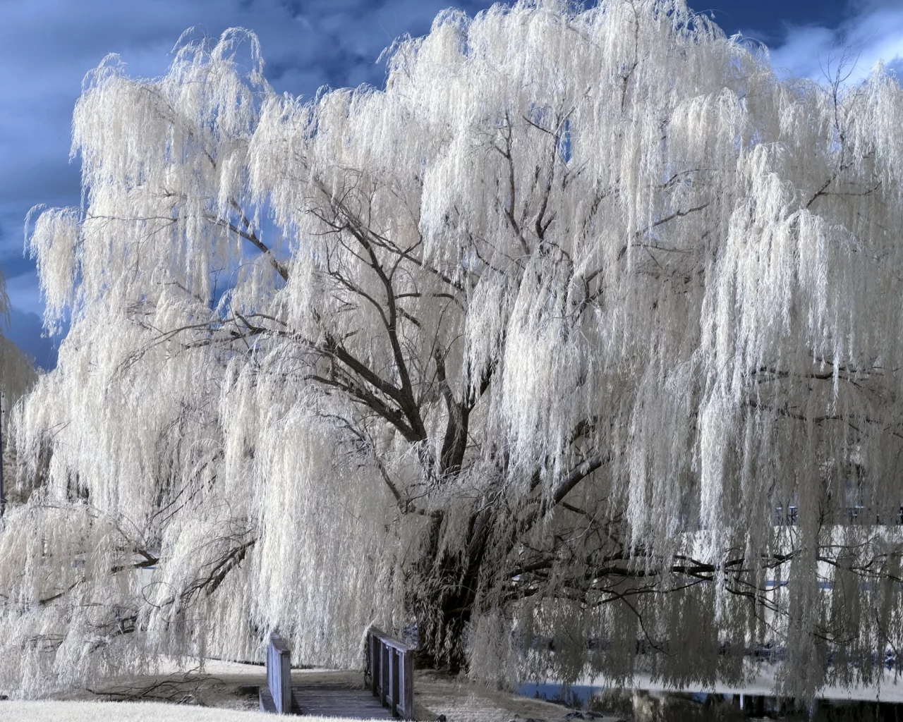 дерево, парк, природа, цвет