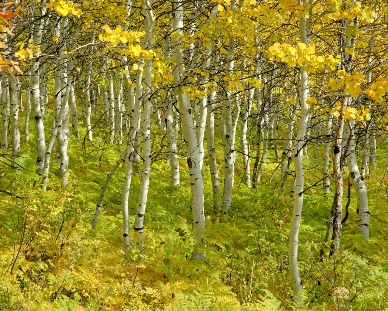березы, роща, деревья, красота, осень