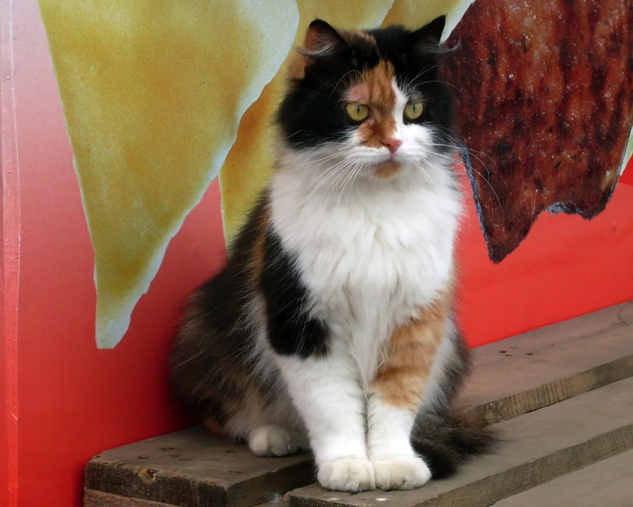 котенок, кот, кошка