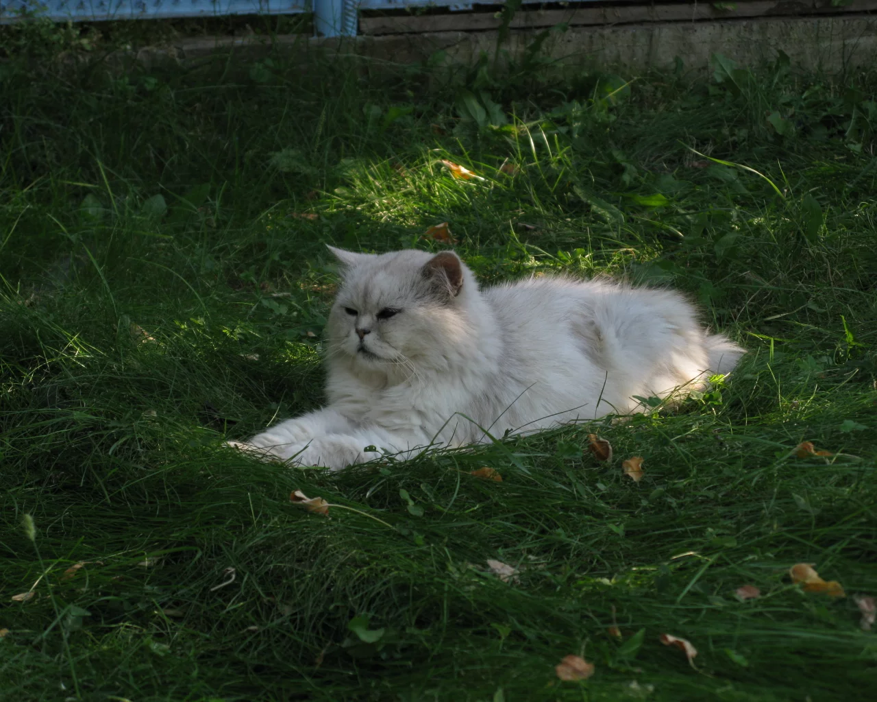 трава, кот
