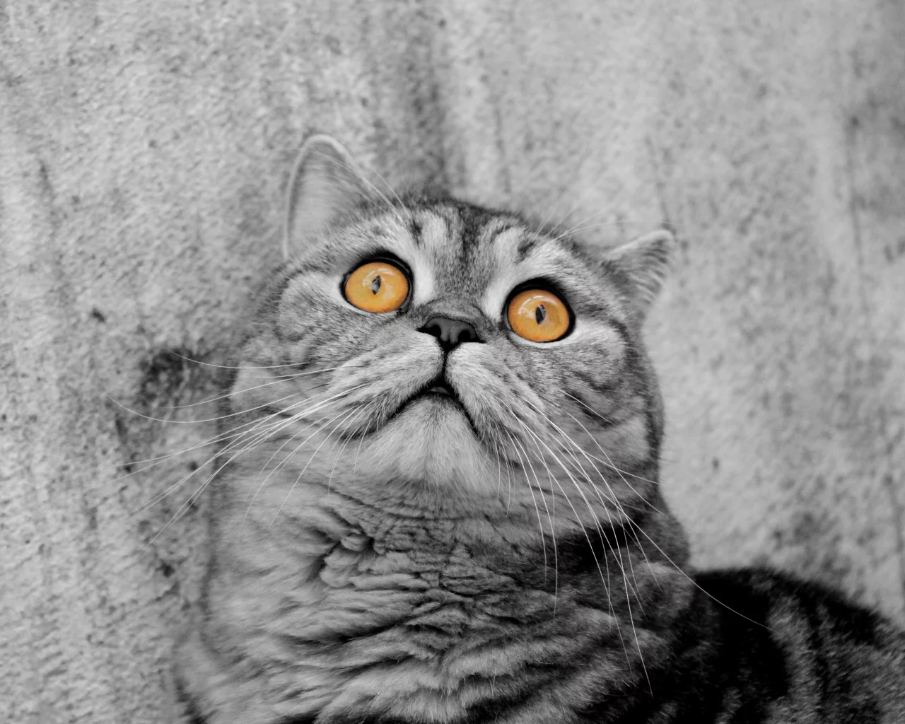 монохром, кот, глаза