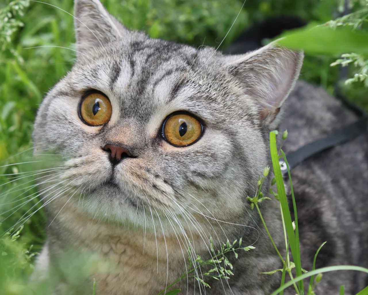 кот, зелень, глаза
