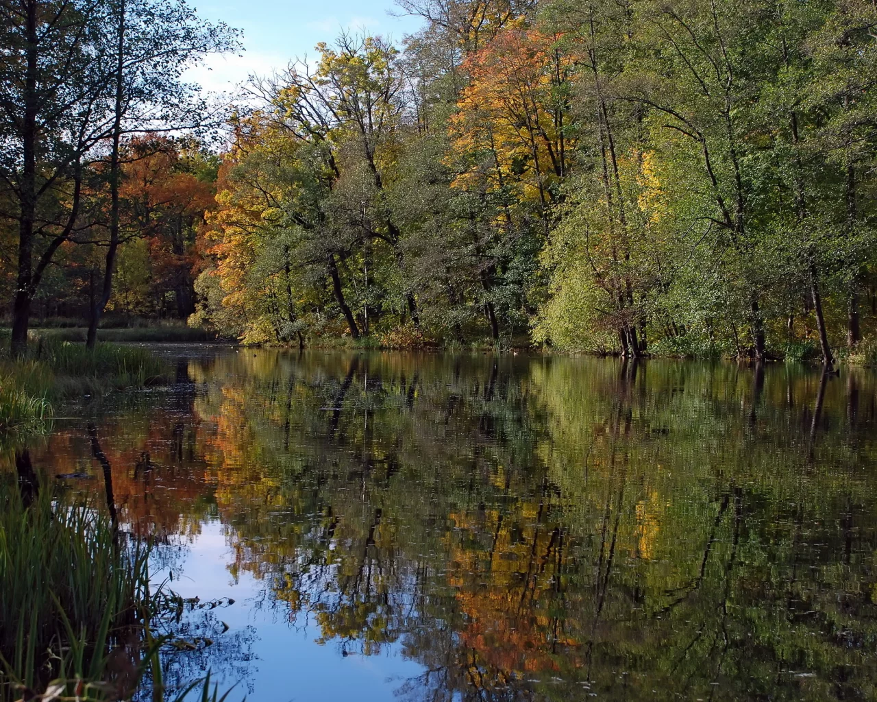 деревья, река, лес, природа