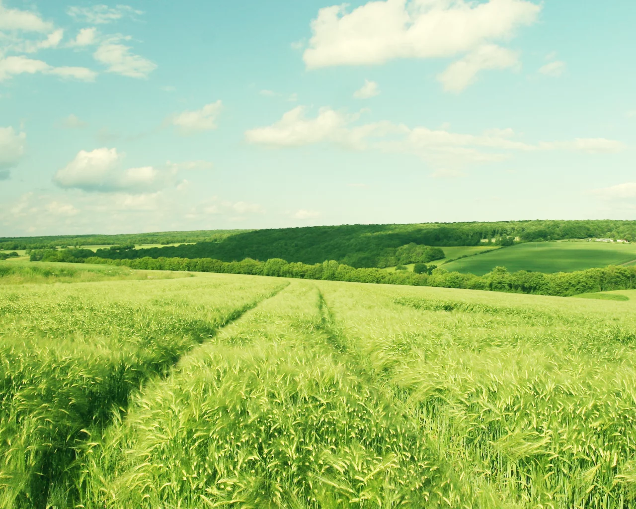 деревья, nature, 2560x1600, зелень, пейзаж, поле, небо, greenery, hill, trees, landscape, облака, природа, clouds, sky
