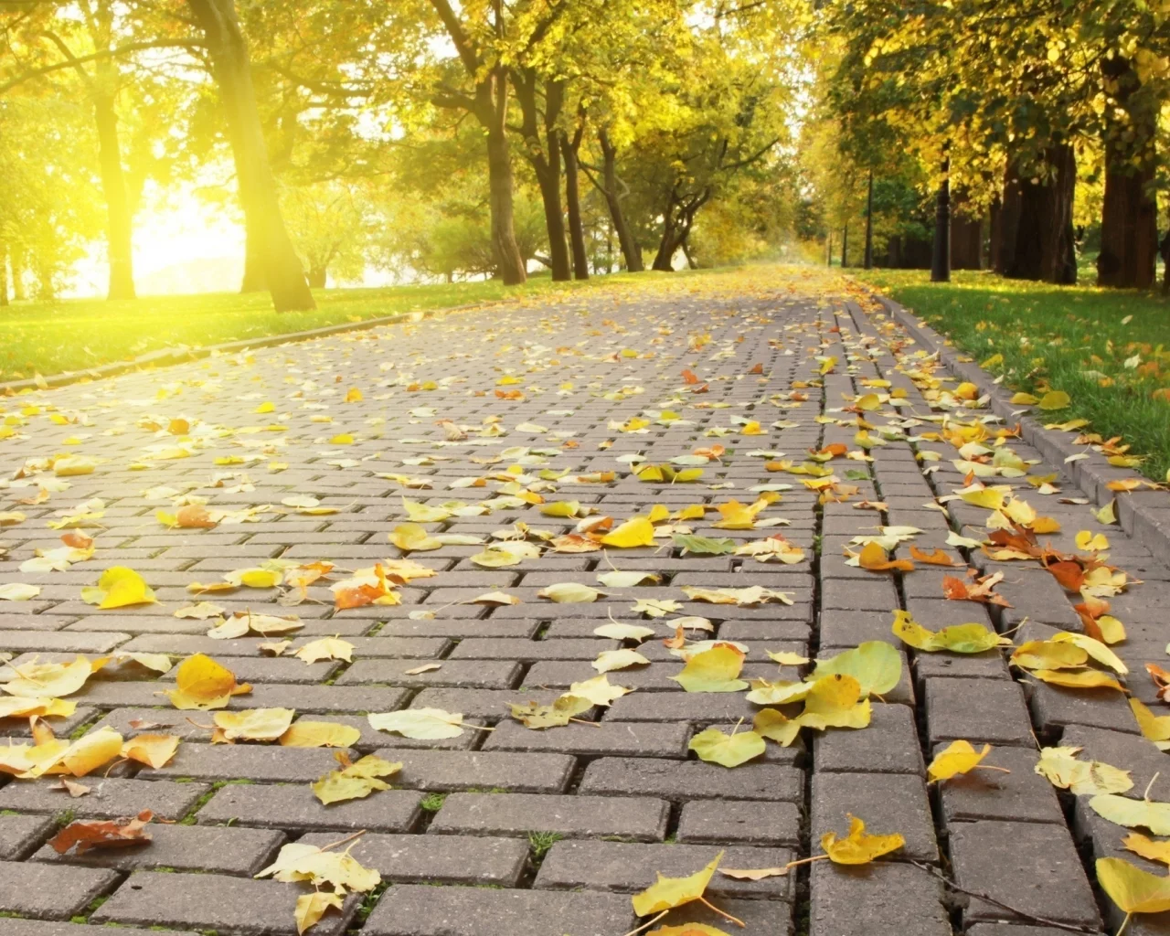осень, яркий, опадающая, свет, листва, autumn leafs