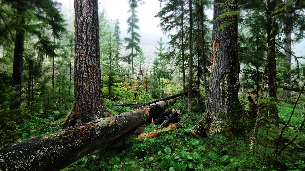 зелень, деревья, картинка, изображение, лес, фон, трава, обои, природа