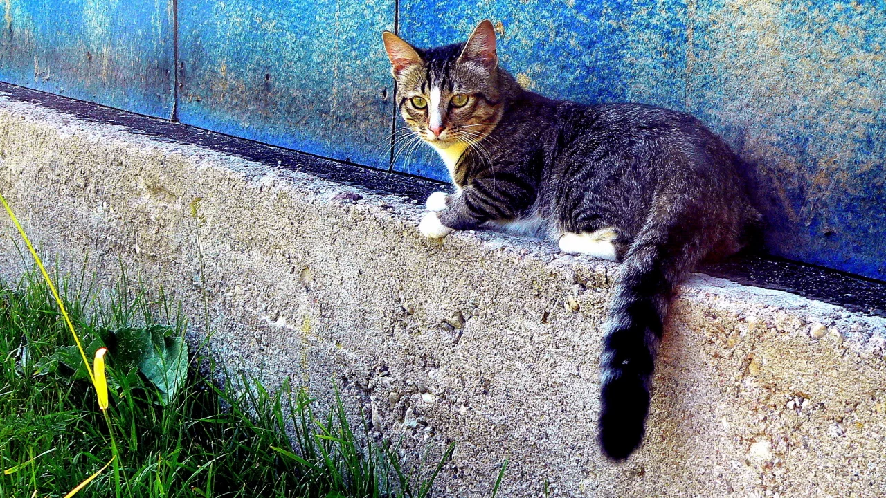 трава, кот, дом