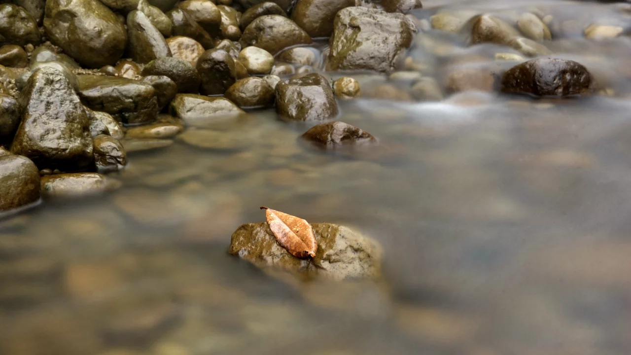 природа, вода, лист, камни
