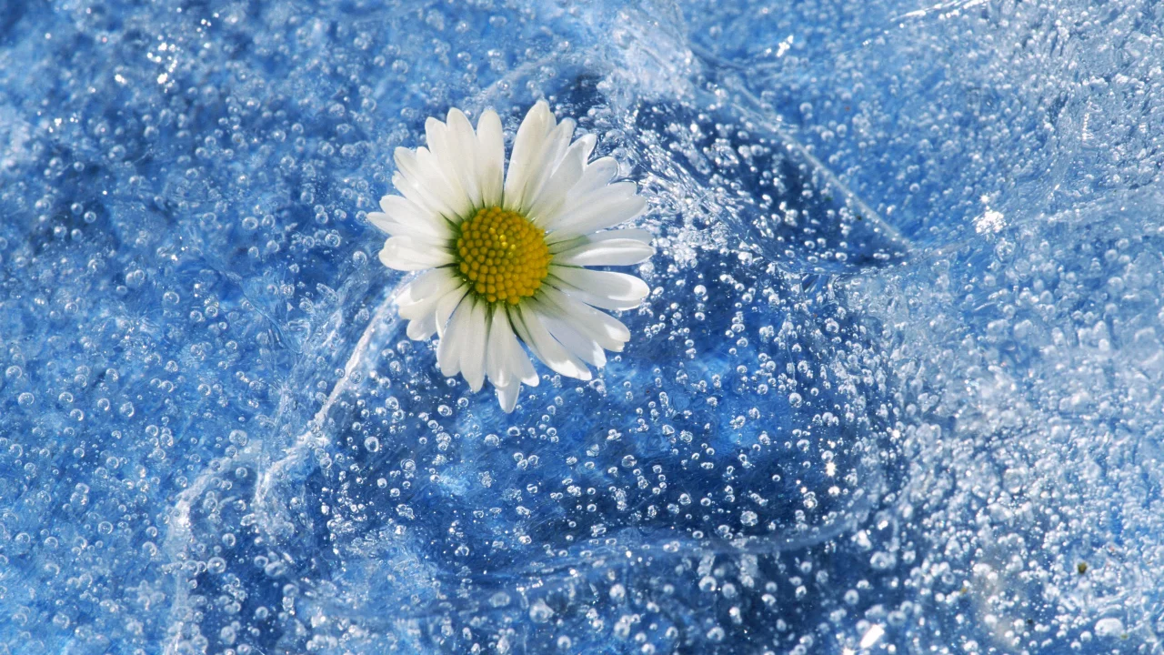 вода, брызги, природа, цветок