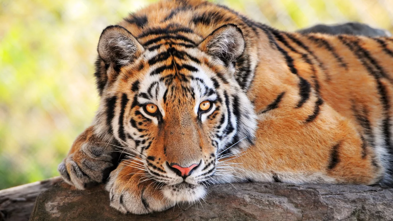 молодой, тигр, смотрит, дикие кошки
