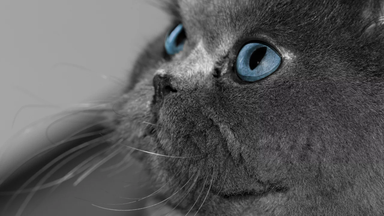 глаза, серый, голубые, кот, кошка, взгляд