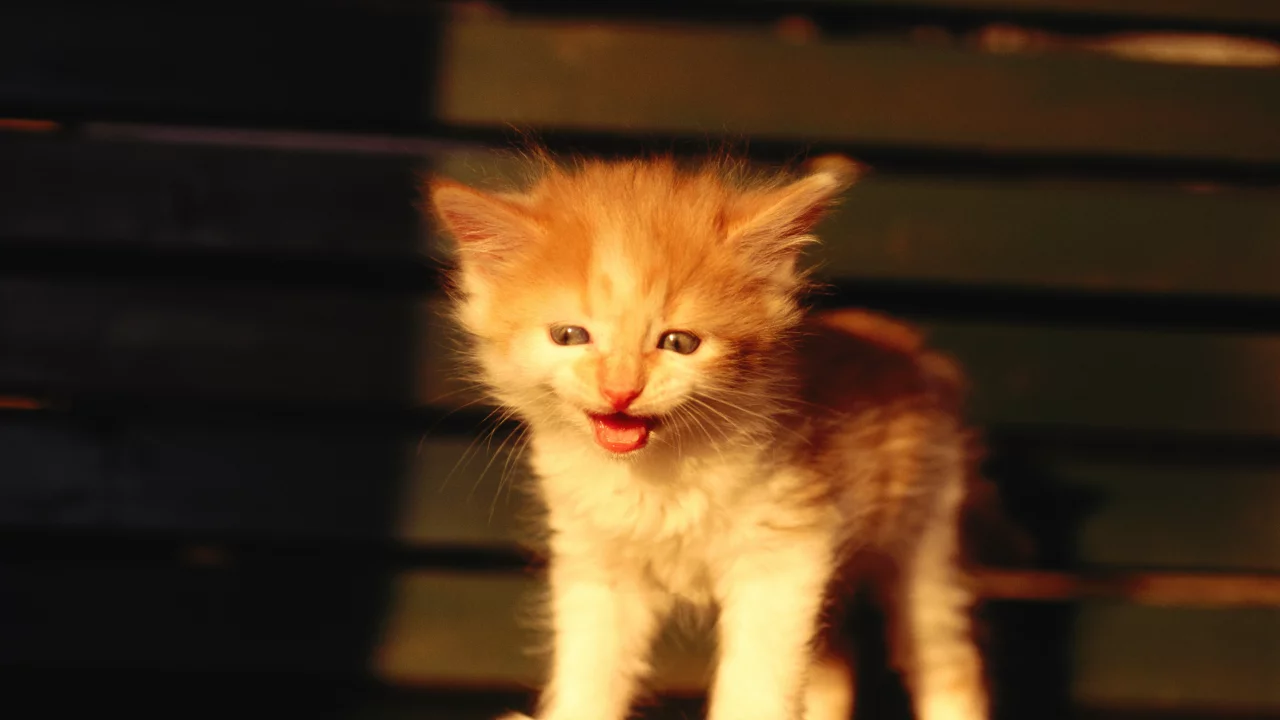 маукает, котёнок, рыжий