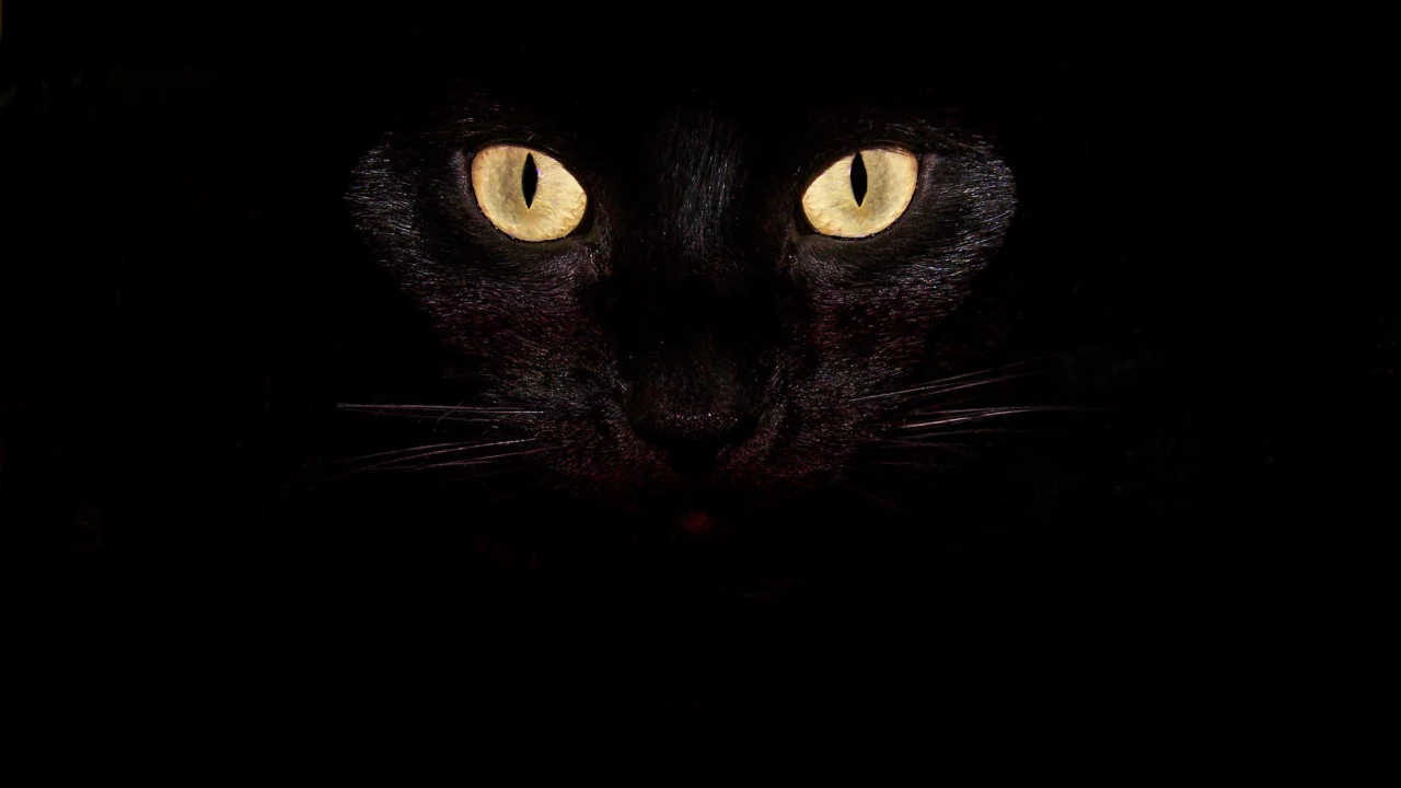 глаза, кот, чёрный, взгляд, усы, кошка