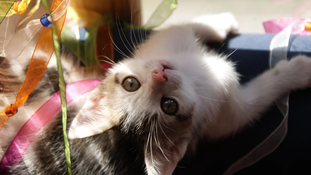 играет, котенок, ленты, к верх ногами