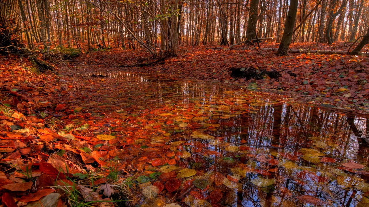 листья, вода, осень