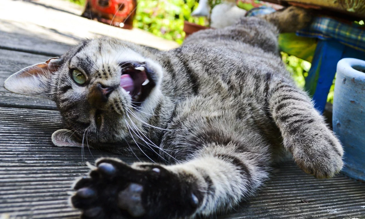 клыки, кошка, кот, лежит