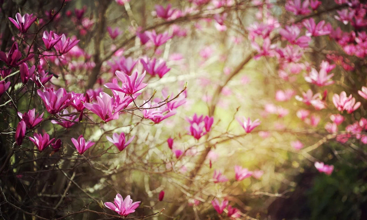 весна, цветы, природа