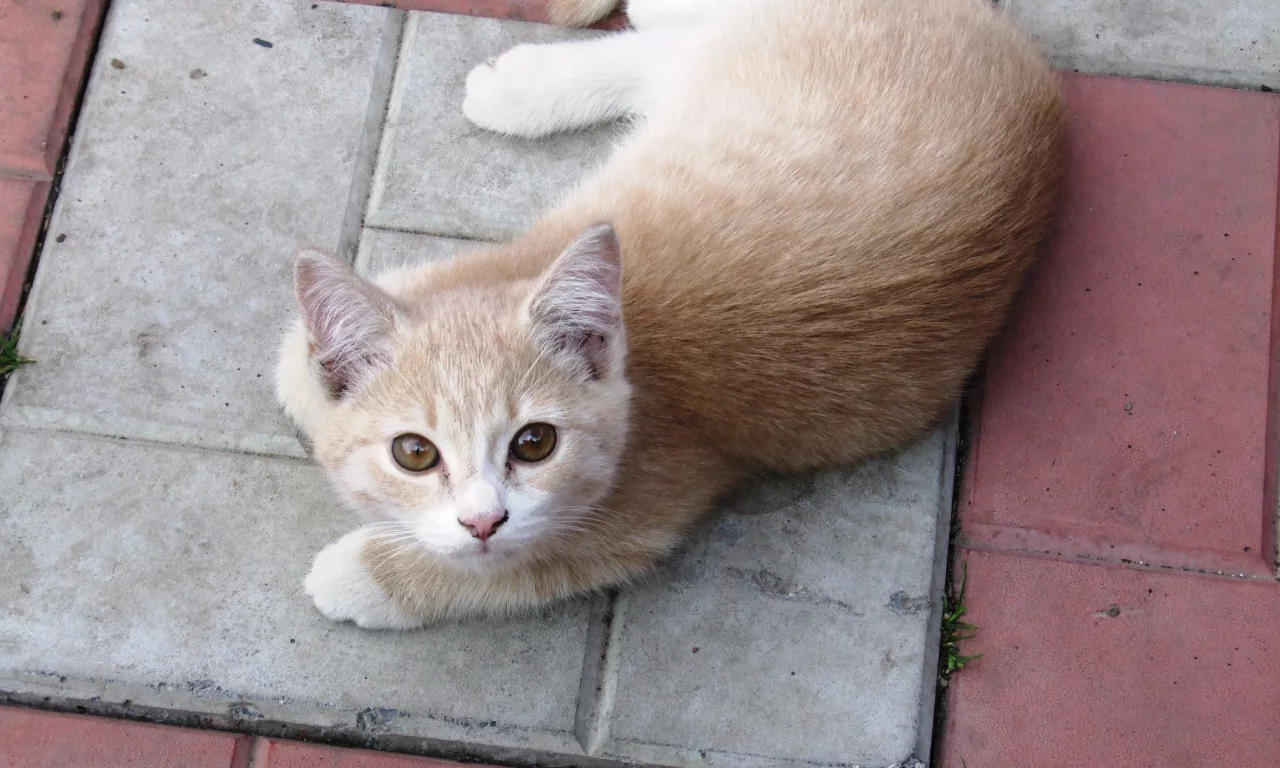 взгляд, котёнок, кирпич