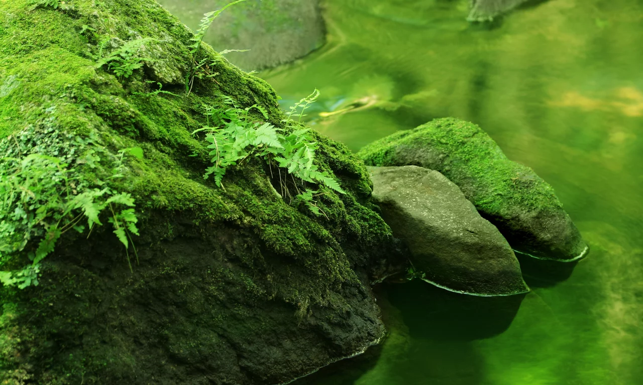 река, вода, лес, камни, природа, реки, растения