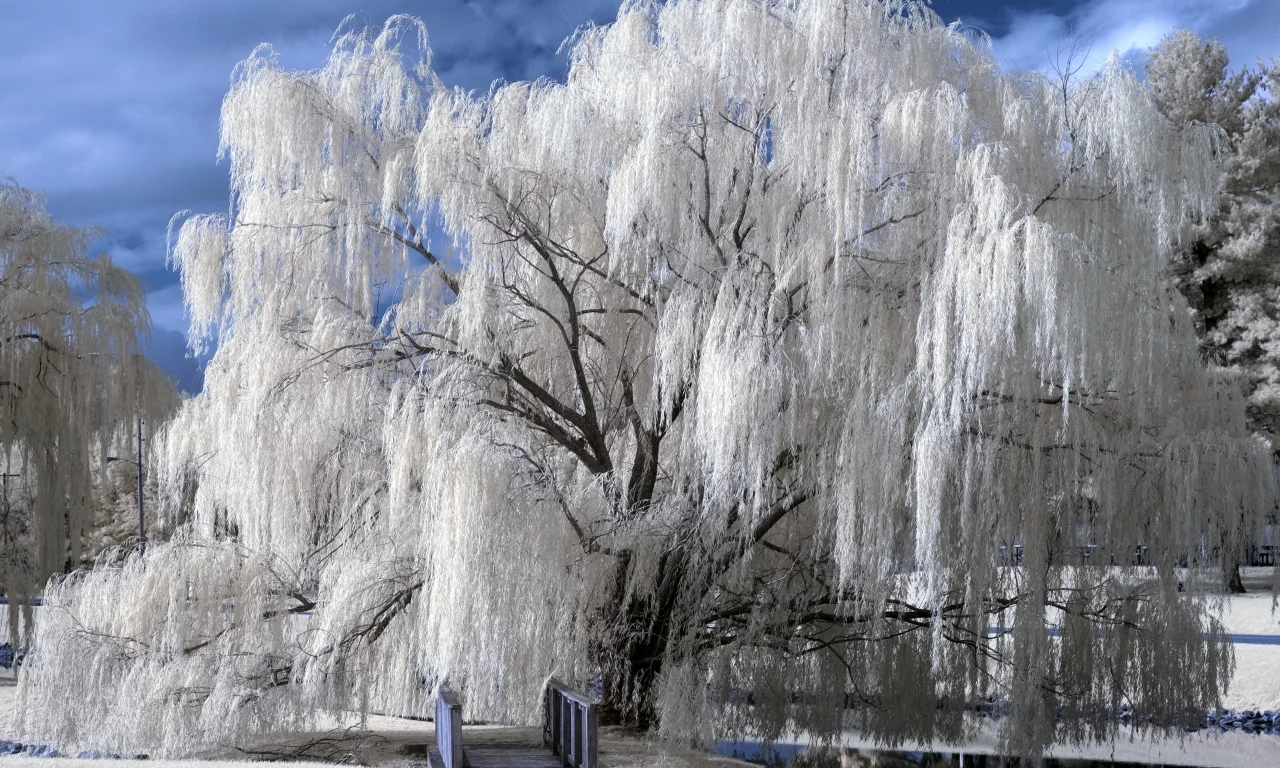 дерево, парк, природа, цвет
