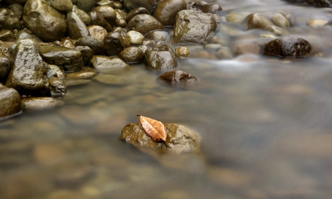 природа, вода, лист, камни