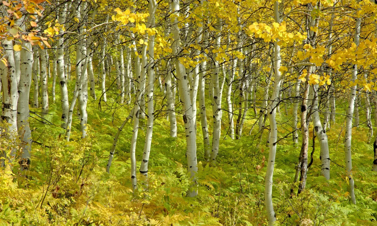 березы, роща, деревья, красота, осень