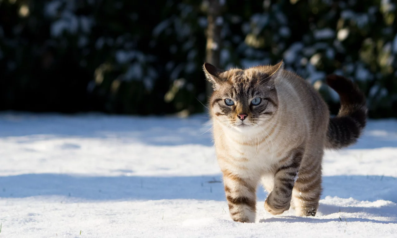 зима, кот, снег, природа, тени, кошка