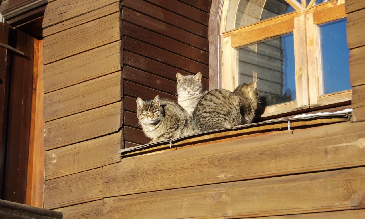 окно, весна, котэ, тепло, дача, коты
